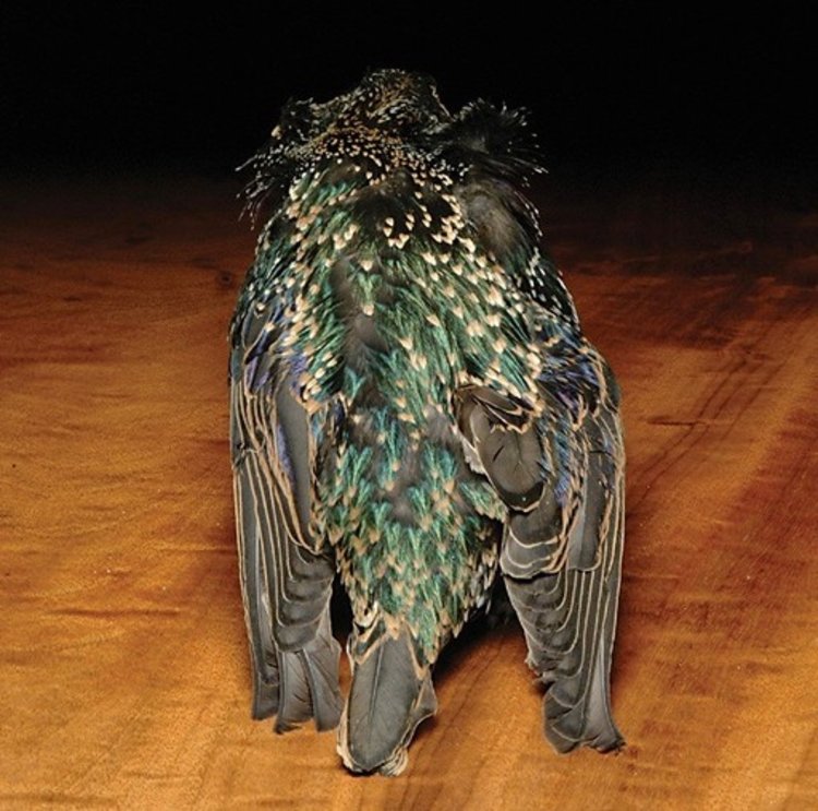Hareline Starling Skin