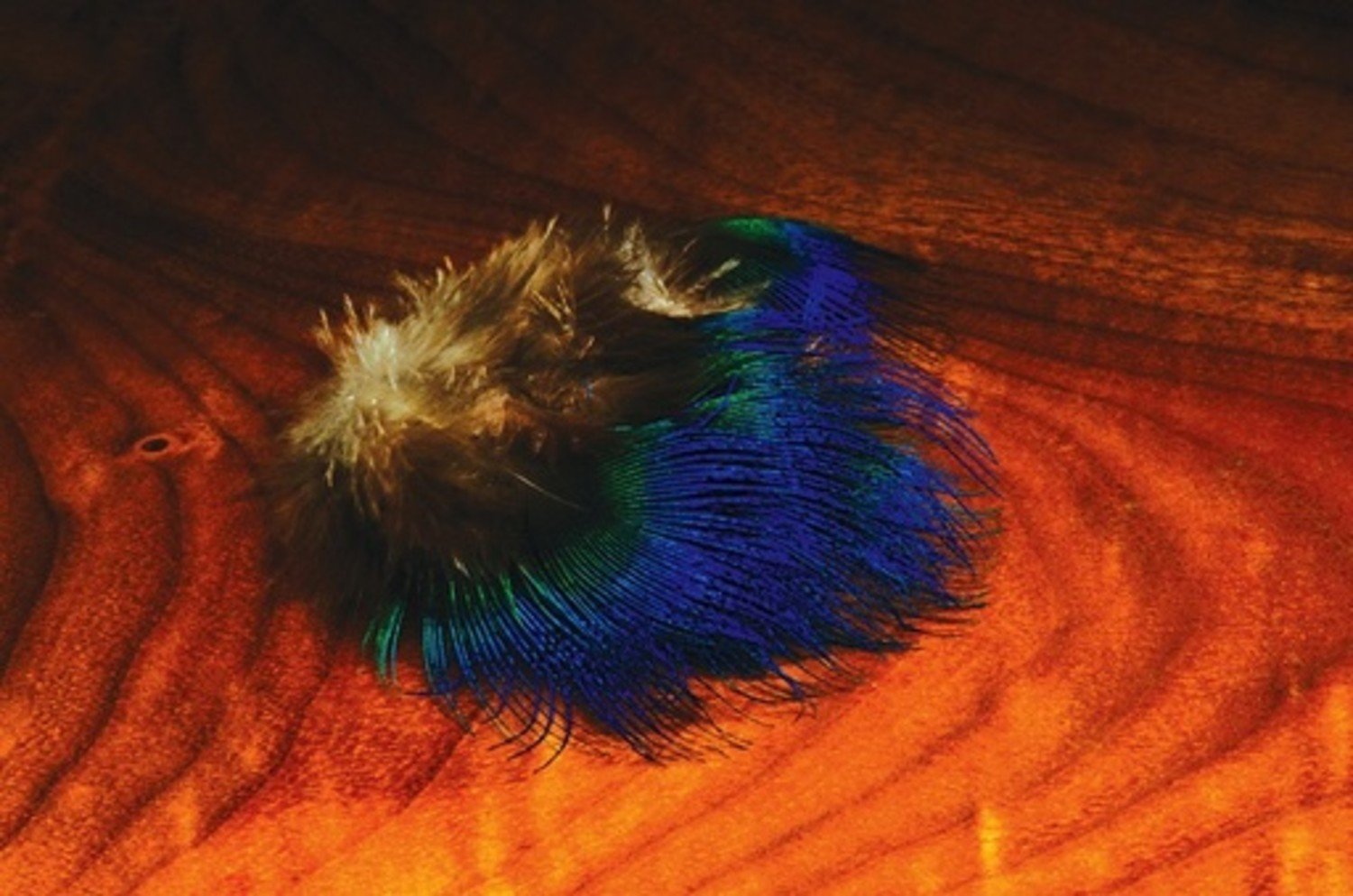 Hareline Blue Peacock Breast feathers