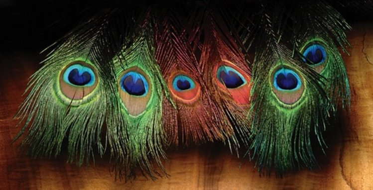 Hareline Peacock Eyed Sticks