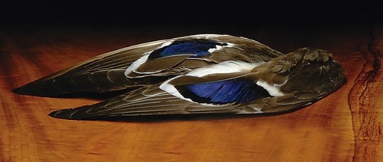 Nature's Spirit Mallard Whole Wings