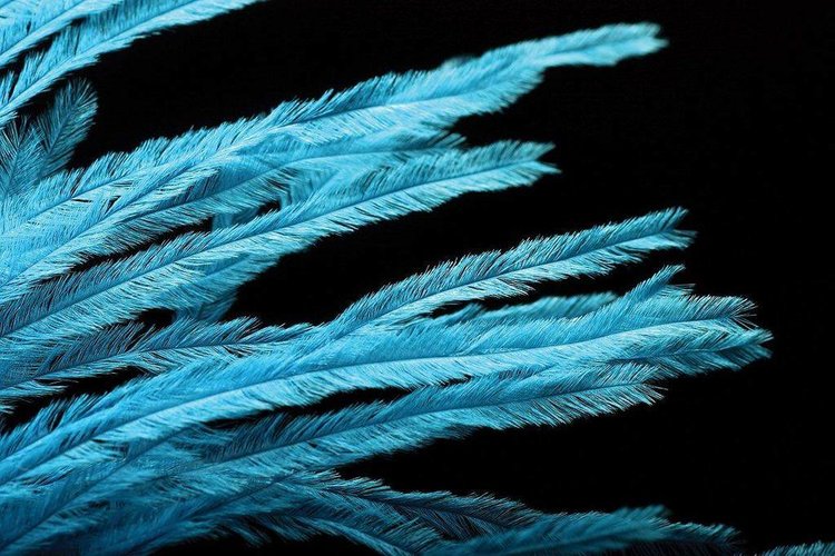 Montana Fly Co Ostrich Plumes