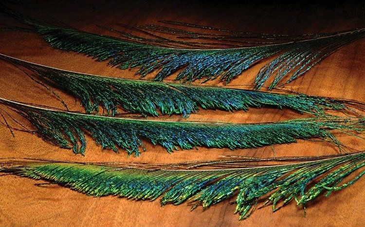 Hareline Peacock Sword