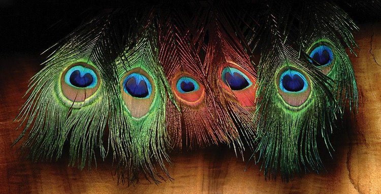 Hareline Peacock Eyed Sticks