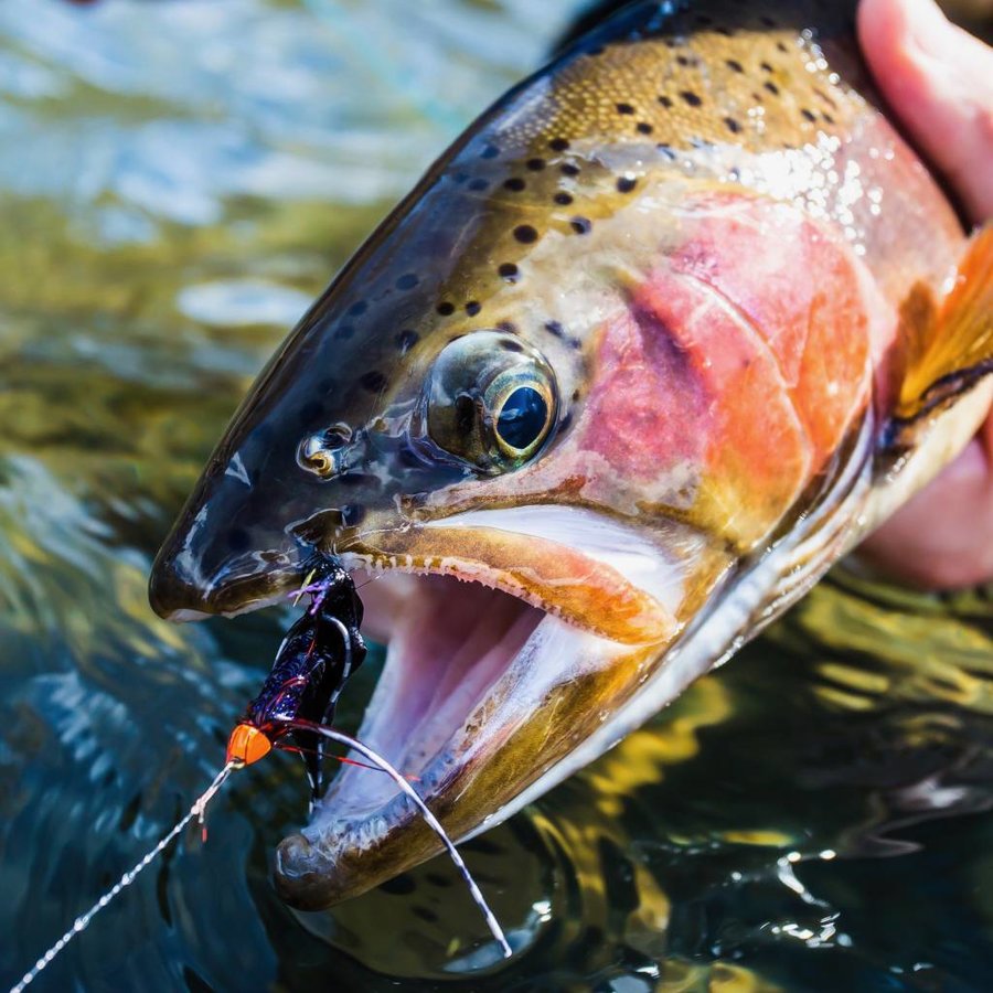 Trout Spey - Royal Treatment Fly Fishing