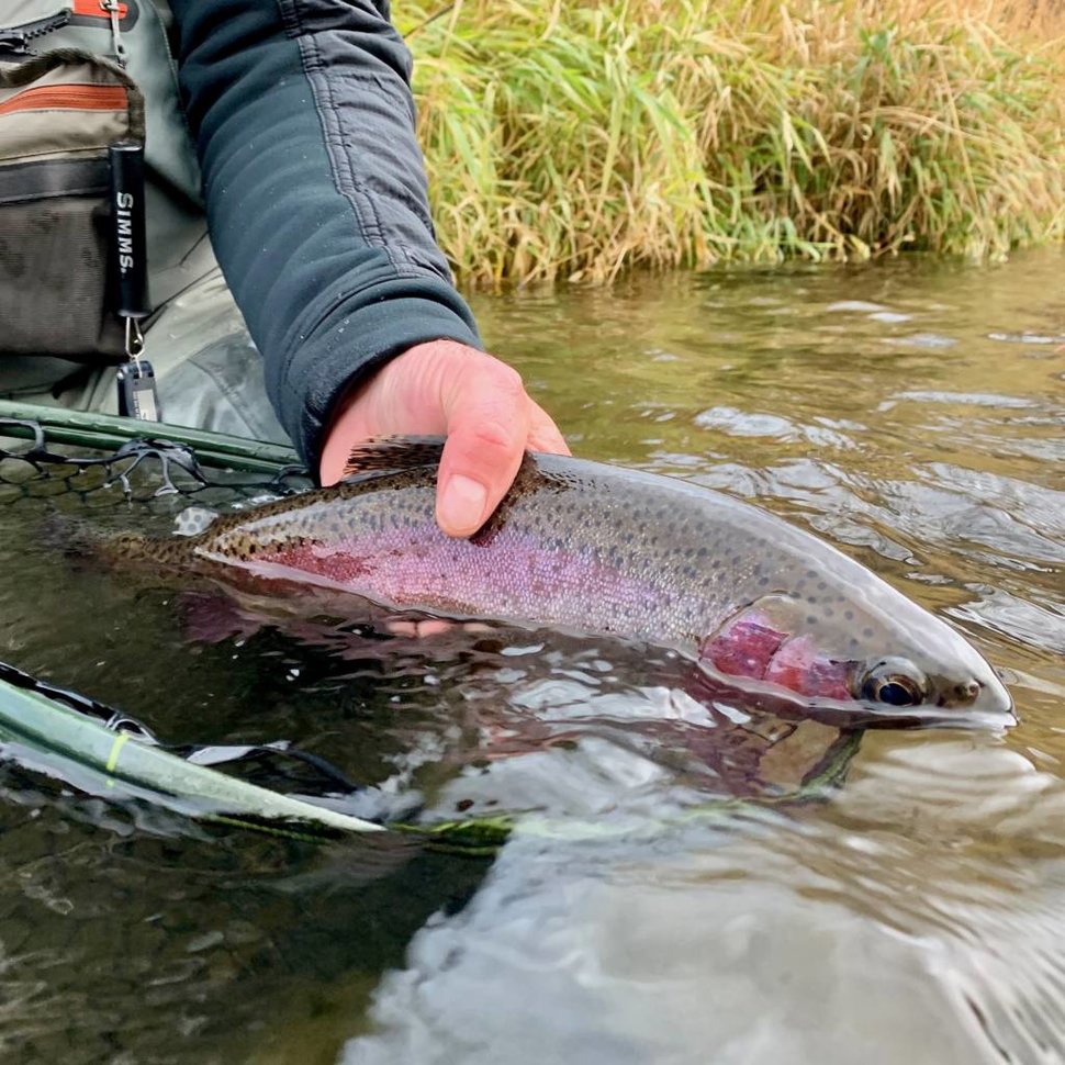 Latest Fly Fishing News and Reports - Reely Clean - Royal