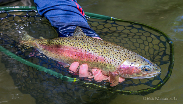 Salmonflies and Euro nymphs