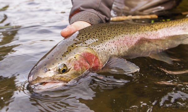 Fly Fishing for Summer Steelhead