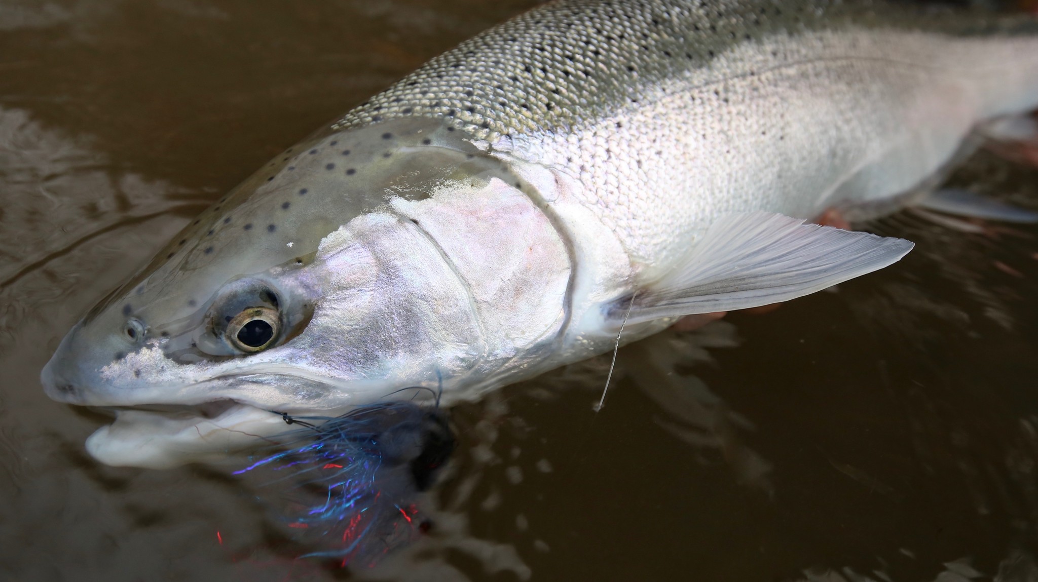 Latest Fly Fishing News and Reports - Crandall's Provider - Royal