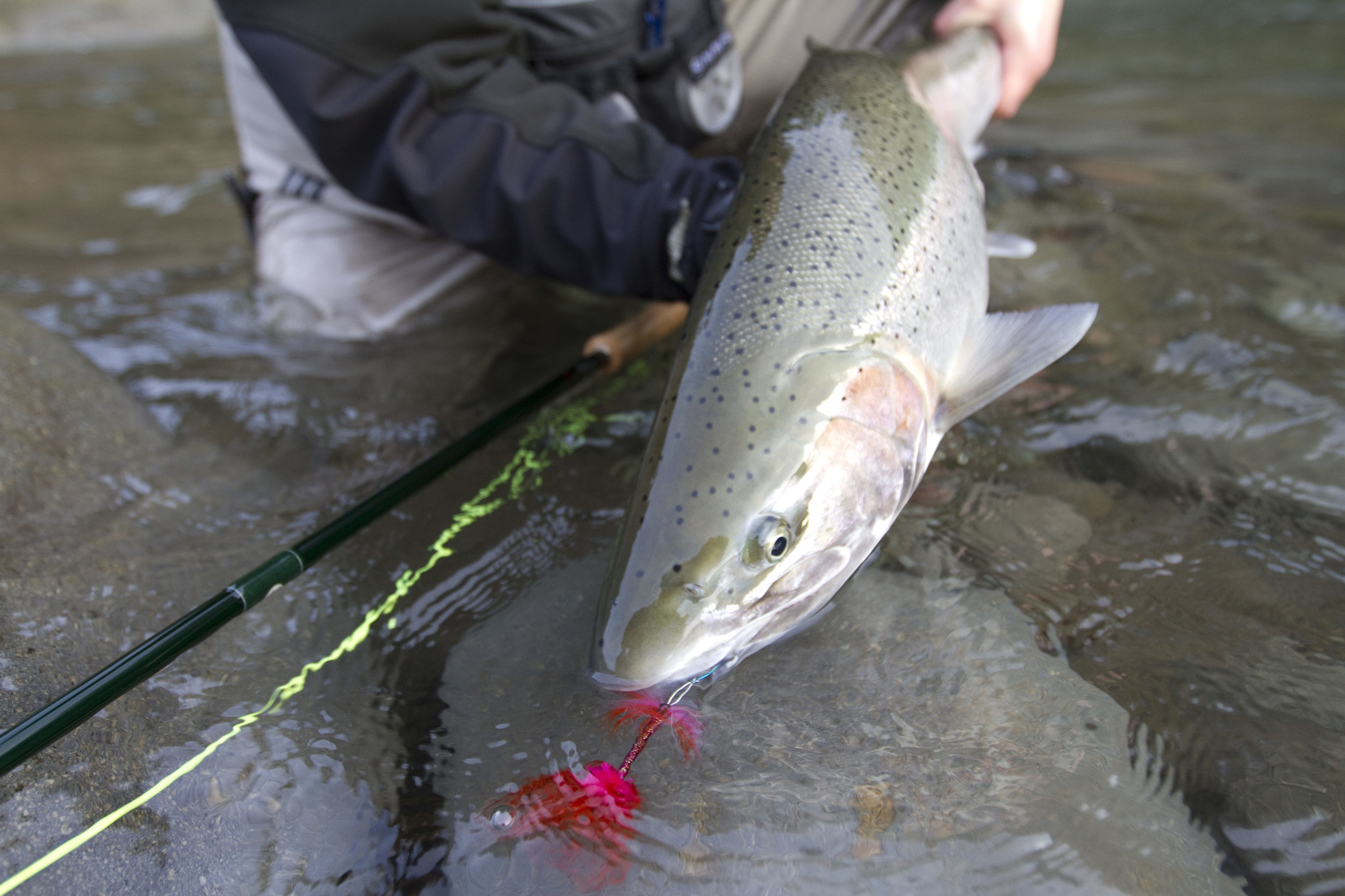 Latest Fly Fishing News and Reports - Shad, It's what's not for Dinner? -  Royal Treatment Fly Fishing