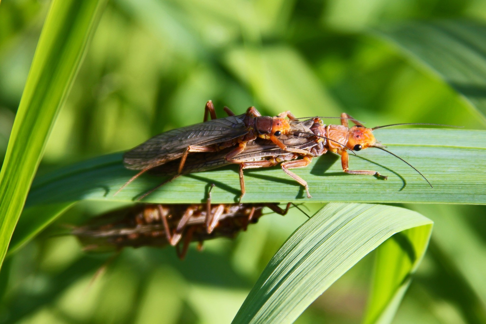 Countdown to the Salmonfly Hatch