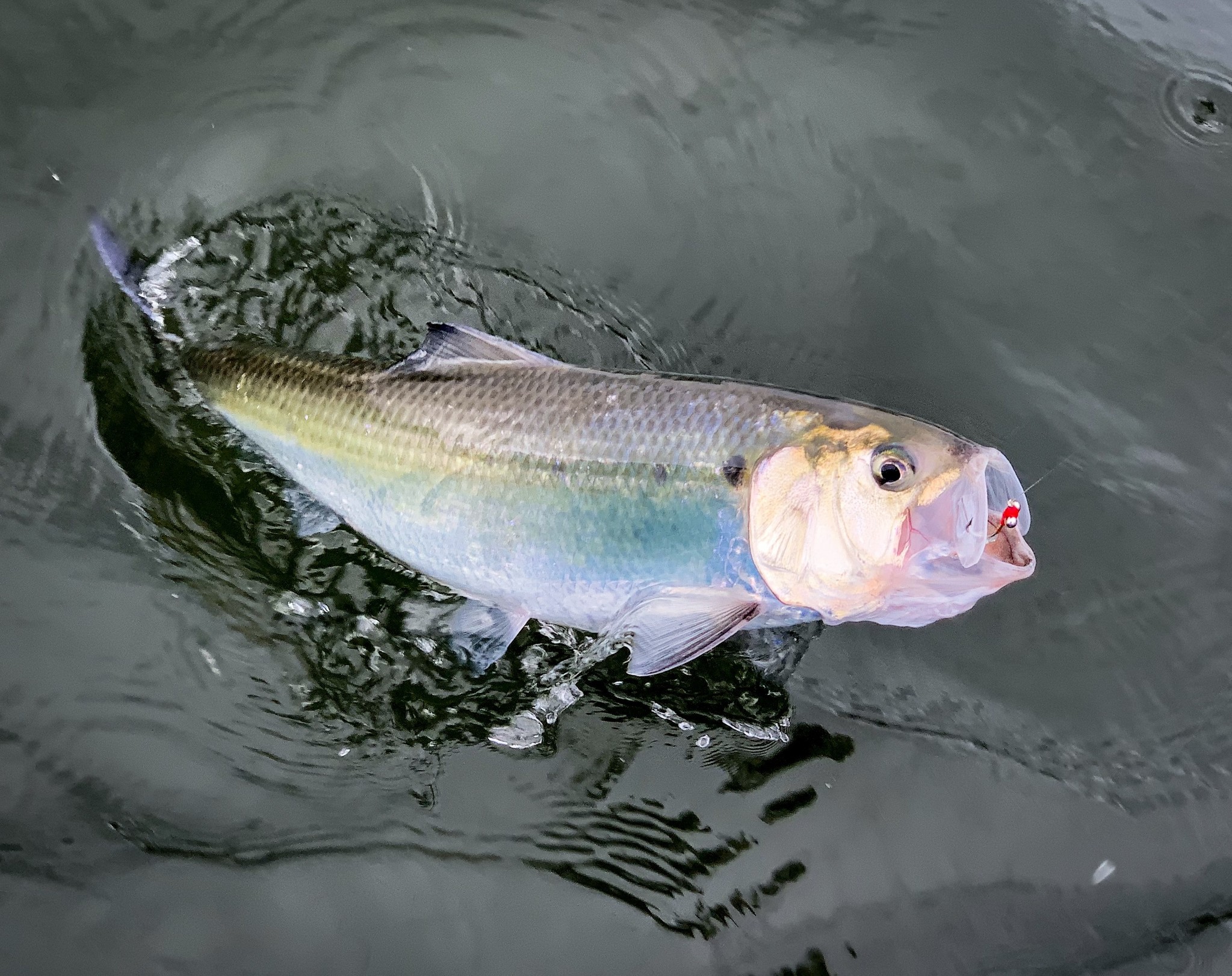 Fly fishing (4wt) for white/american shad - these guys sure do