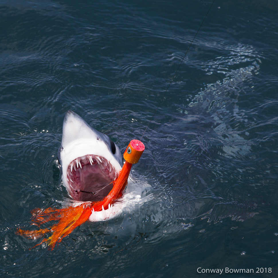 West Coast Mako Fishing