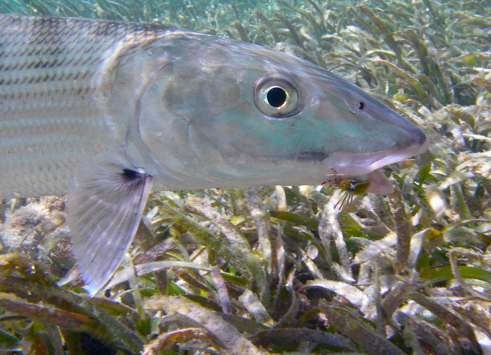 Steelhead, Trout, and Bonefish