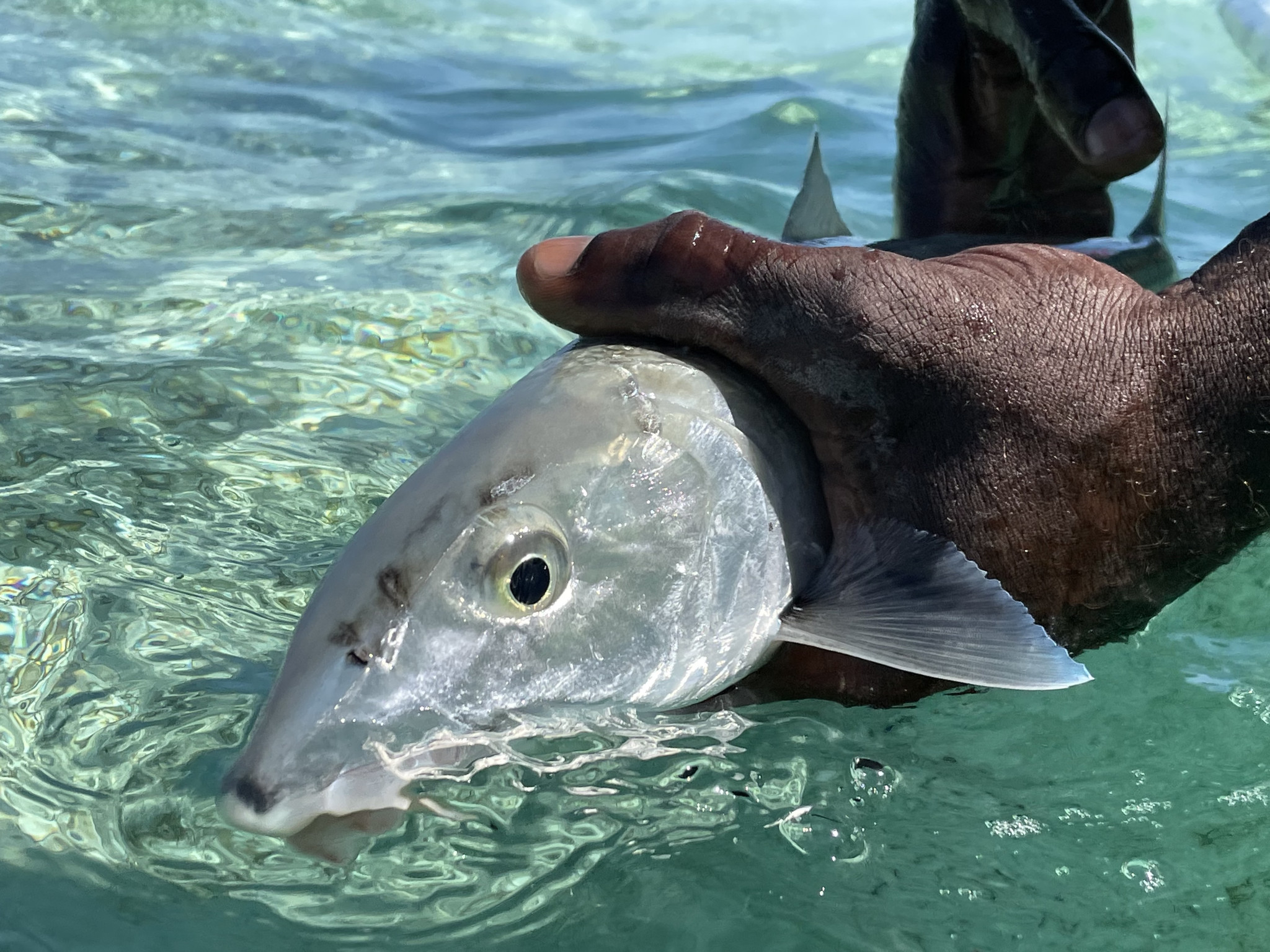 trout on dries  IT'S ABOUT TROUT, SIGHT FISHING AND DRY FLY TRICKERY