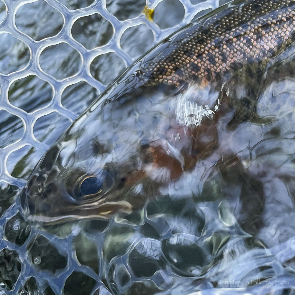 #KeepFishWet Photo Contest