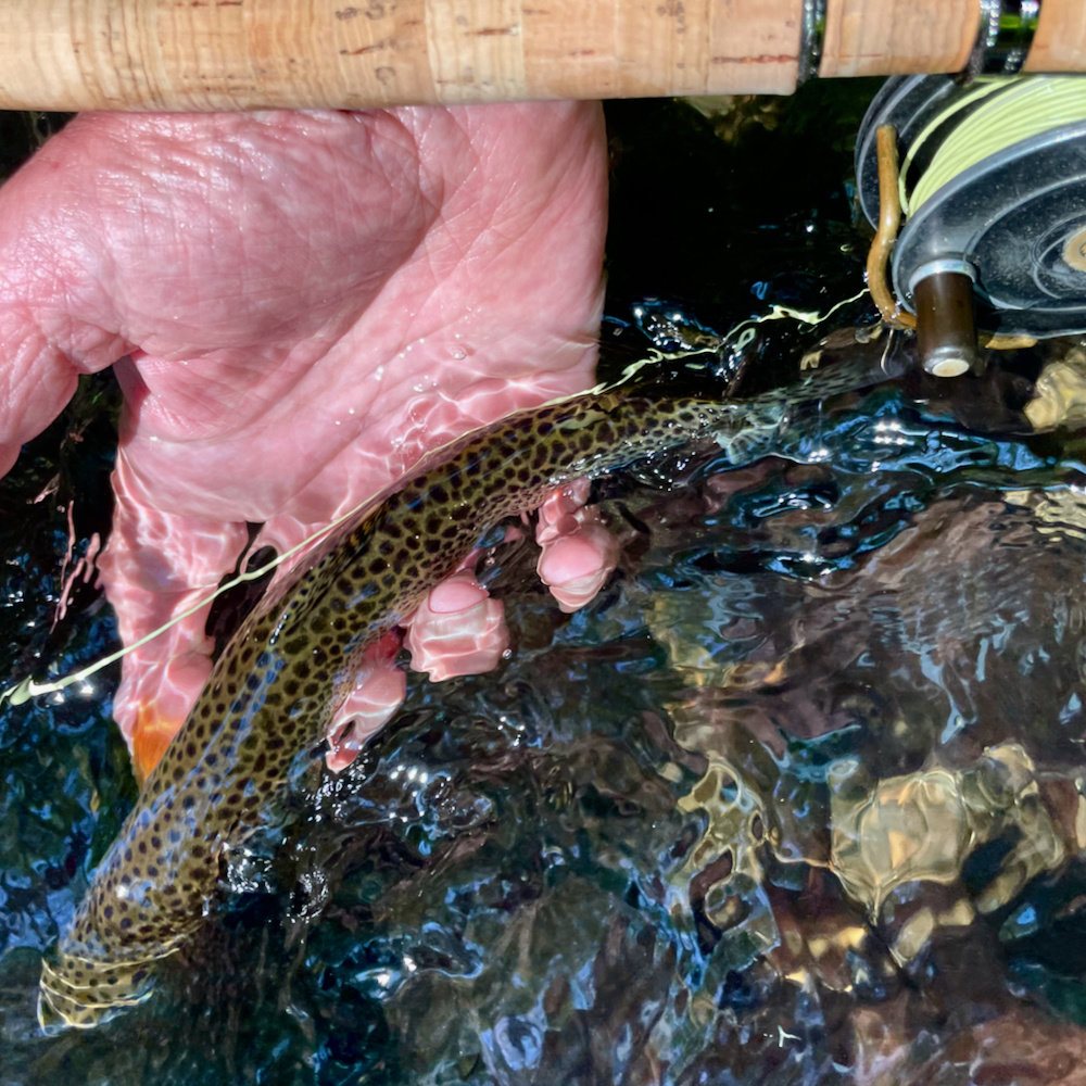 Lessons Taught by a 10-Inch Trout