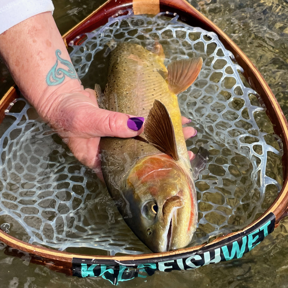 Latest Fly Fishing News and Reports - Trout Bum Road Trip Report~Part 1 -  Royal Treatment Fly Fishing