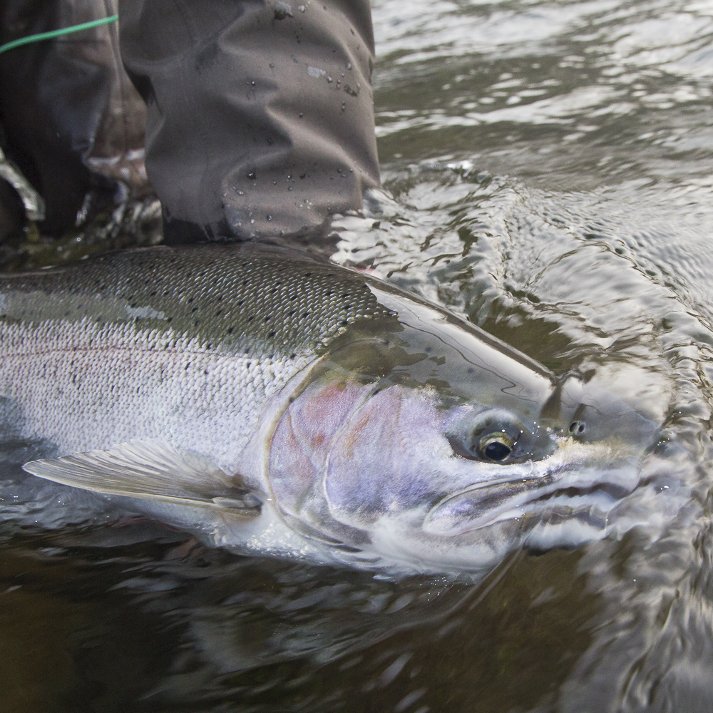 Winter Steelhead: Chapter One