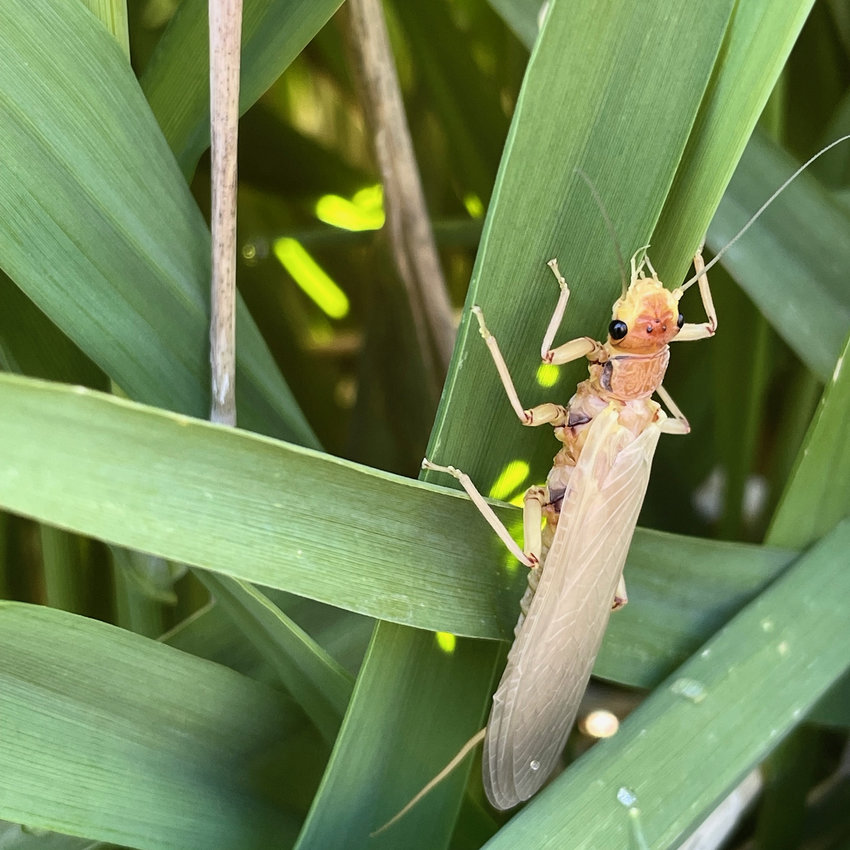 Latest Fly Fishing News and Reports - Tips For A Successful Salmonfly Hatch  - Royal Treatment Fly Fishing