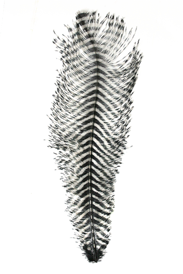Montana Fly Co Barred Ostrich Plumes