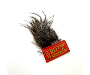 whiting-farms-whiting-coq-de-