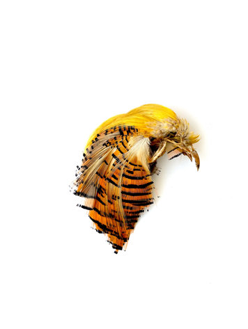 Nature's Spirit Golden Pheasant Head Natural
