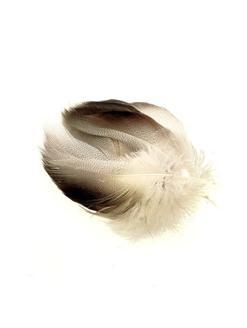 Wapsi Bronze Mallard, Large Select Spey Feathers