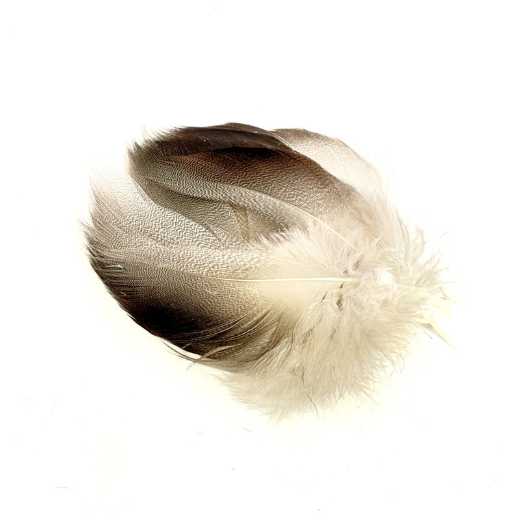 Wapsi Bronze Mallard, Large Select Spey Feathers