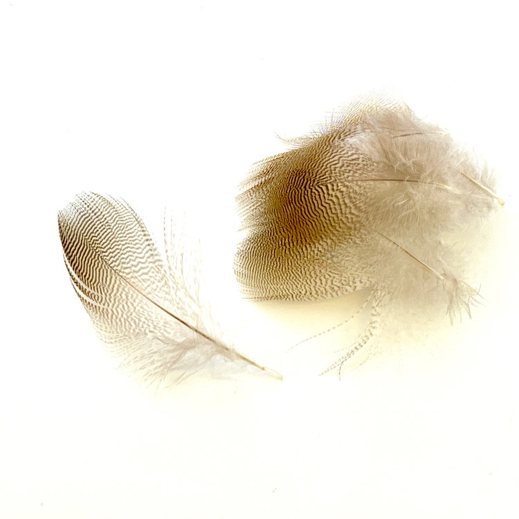 Nature's Spirit Wood Duck Feathers