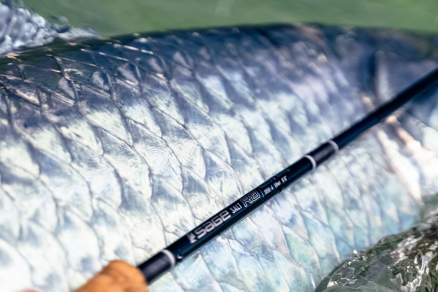 Sage Salt R8 Rod - Royal Treatment Fly Fishing