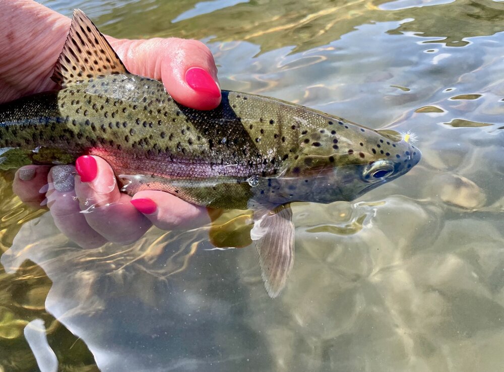 Latest Fly Fishing News and Reports - Crandall's Provider - Royal