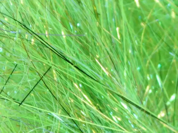 Salar Synthetic Series Salar Synthetic Series SSS Glitz Dubbing