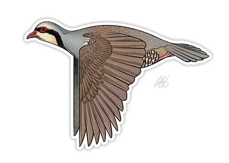 Casey Underwood Casey Underwood Bird Sticker Chukar