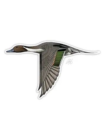 Casey Underwood Casey Underwood Bird Sticker Northern Pintail