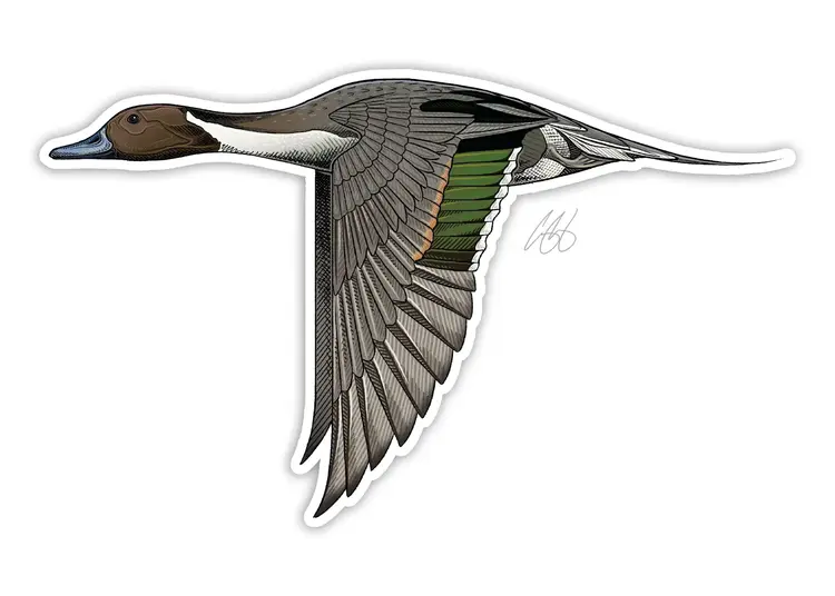 Casey Underwood Casey Underwood Bird Sticker Northern Pintail
