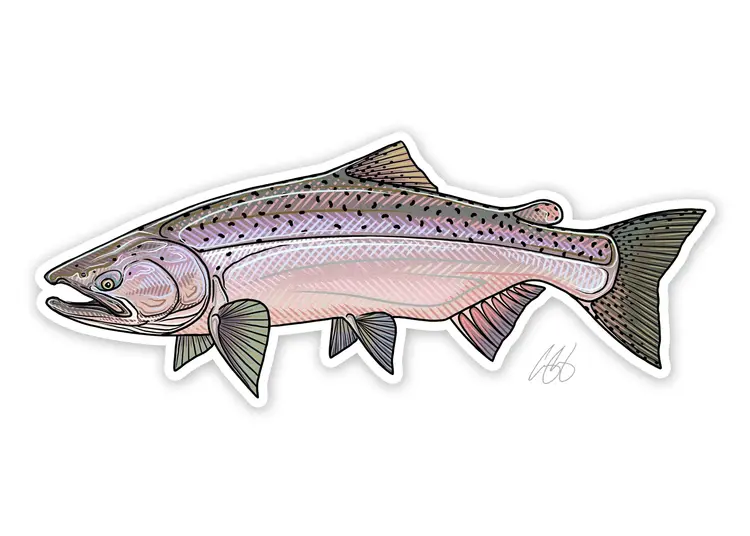 Casey Underwood Casey Underwood Fish sticker Chinook Salmon
