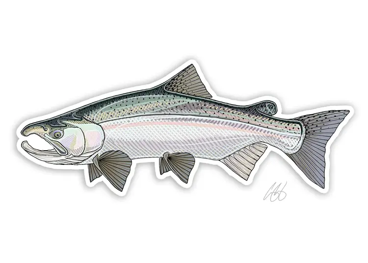 Casey Underwood Casey Underwood Fish sticker Coho Salmon