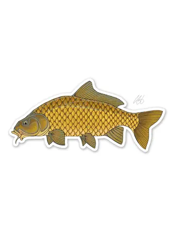 Casey Underwood Casey Underwood Fish sticker Common Carp