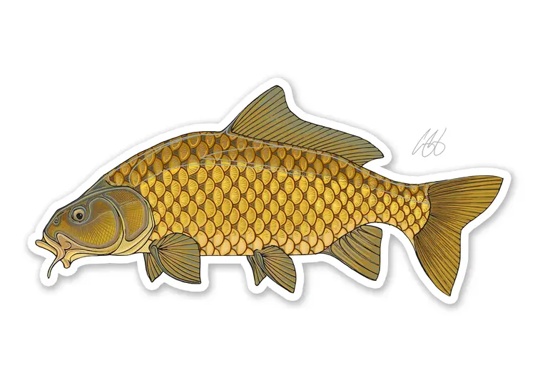 Casey Underwood Casey Underwood Fish sticker Common Carp