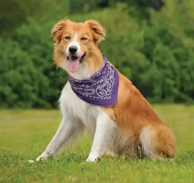 The Bandanna Company The Bandanna Company, Purple Paisley, 22" Bandanna