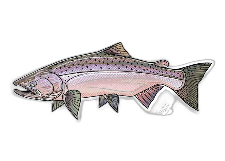 Casey Underwood Casey Underwood Fish sticker Chinook Salmon