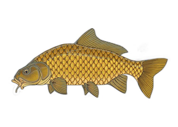 Casey Underwood Casey Underwood Fish sticker Common Carp