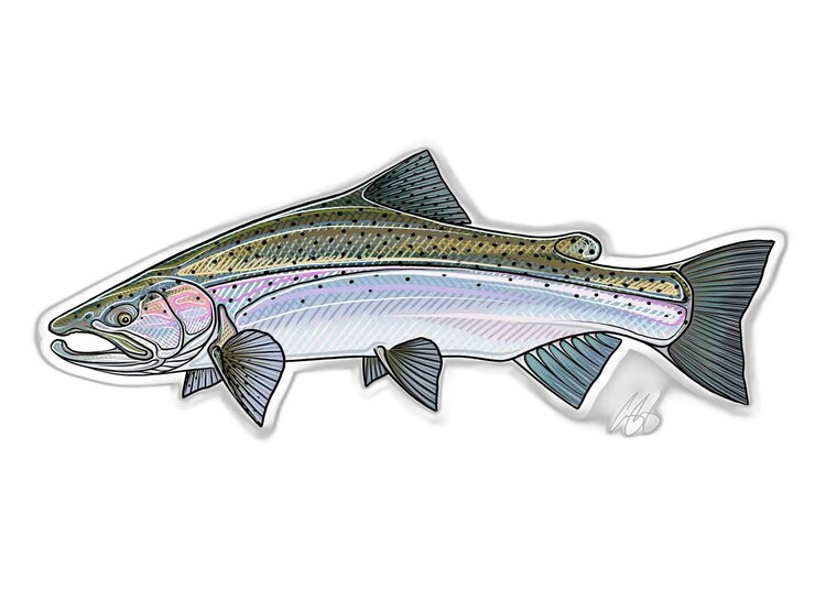 Casey Underwood Casey Underwood Fish sticker Steelhead