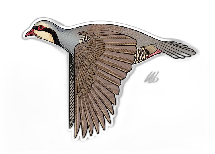 Casey Underwood Casey Underwood Bird Sticker Chukar