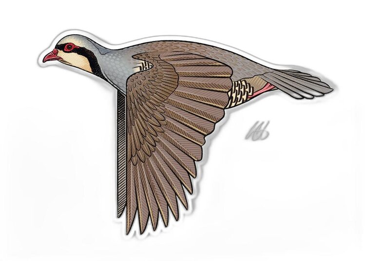 Casey Underwood Casey Underwood Bird Sticker Chukar