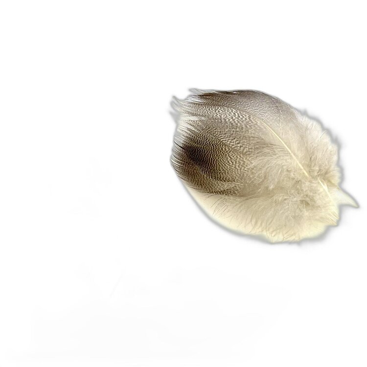 Wapsi Bronze Mallard Feathers