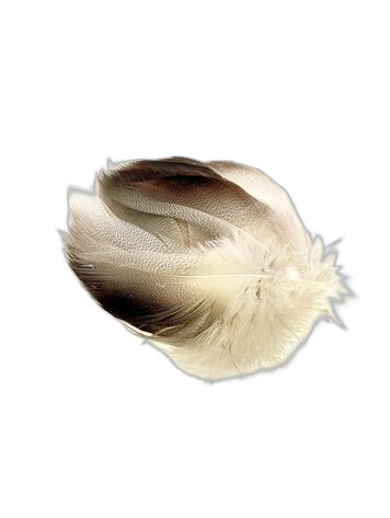 Wapsi Bronze Mallard, Large Select Spey Feathers