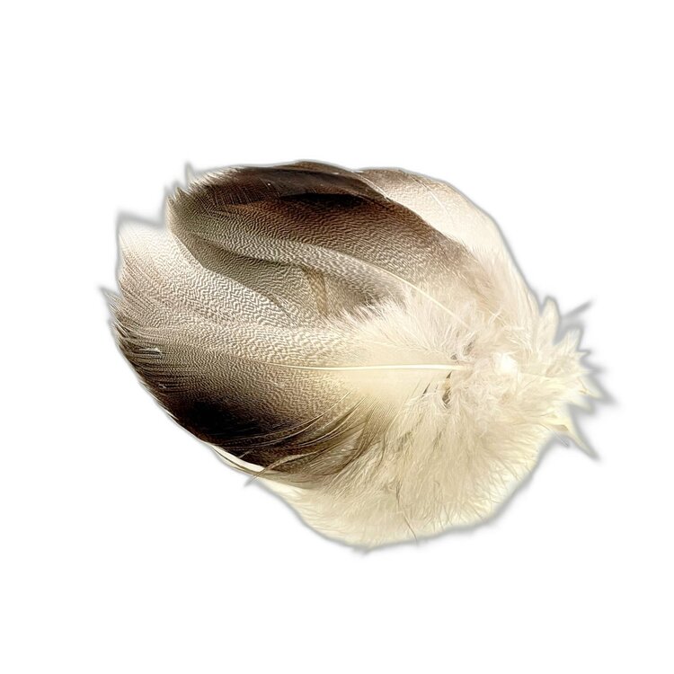 Wapsi Bronze Mallard, Large Select Spey Feathers