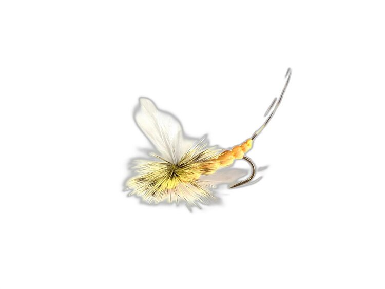 Solitude Foam Hex Sz 6