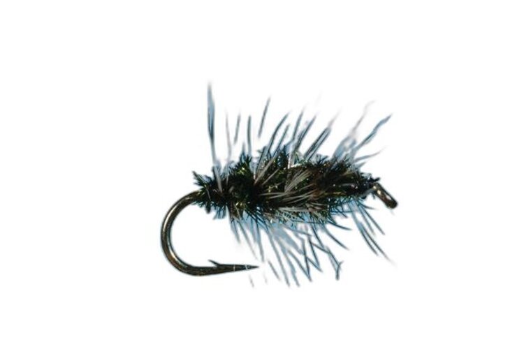 Solitude Griffith Gnat